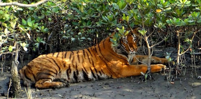 Planning a visit to Sundarban – The Abode of Bio-diversity